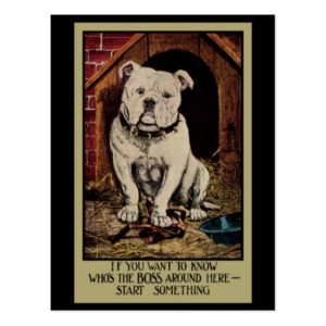 Bossy Bulldog Postcard
