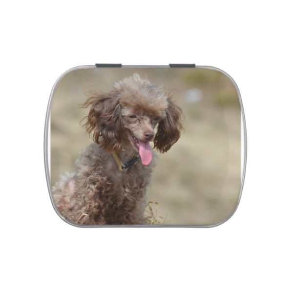 Brown Toy Poodle Candy Tin