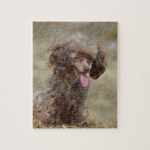 Brown Toy Poodle Jigsaw Puzzle