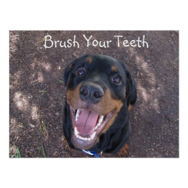 Brush Your Teeth Rottweiler Puppy Poster