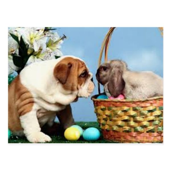 Bulldog and Rabbit Postcard