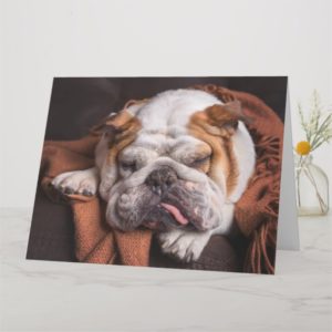 Bulldog BIG Birthday Greeting Card