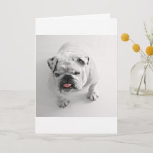 bulldog in bw card