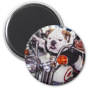 Bulldog on Motorcycle Magnet