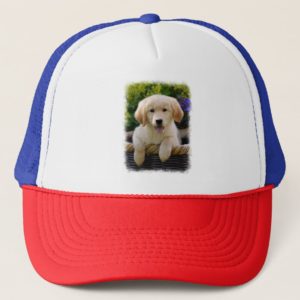 Charming Goldie Retriever Dog Puppy Photo - cap