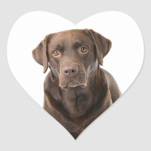 Chocolate Brown Labrador Retriever Puppy Dog Heart Heart Sticker
