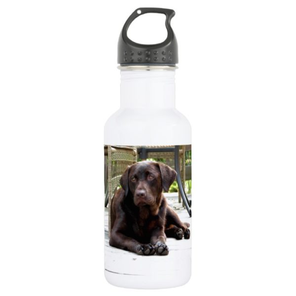 Chocolate Lab Stainless Steel Water Bottle
