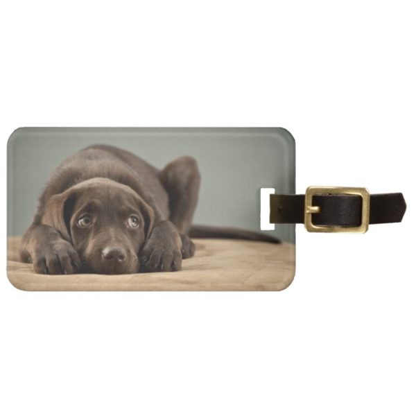 Chocolate Labrador Custom Luggage Tag w/Strap