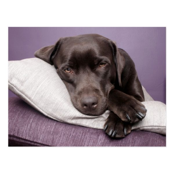 Chocolate labrador retriever dog sleepy on pillows postcard