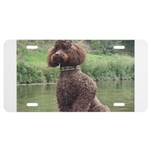 chocolate poodle sitting.png license plate