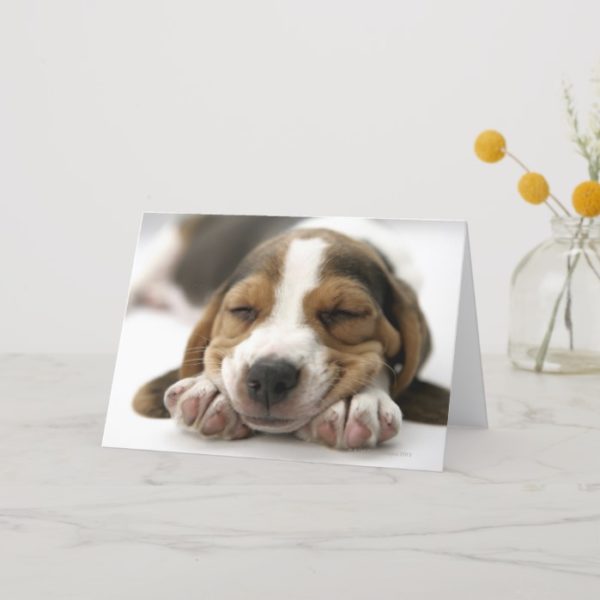 Close-up of Beagle resting head on front feet Card