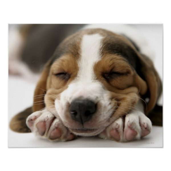 Close-up of Beagle resting head on front feet Poster