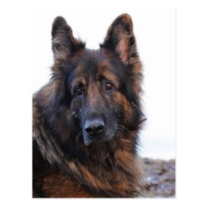 Customizable German Shepherd Dog Postcard