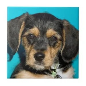 Cute Borkie Puppy Tile