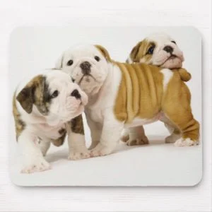 Cute English Bulldogs Puppy Dogs Playing Mousepad