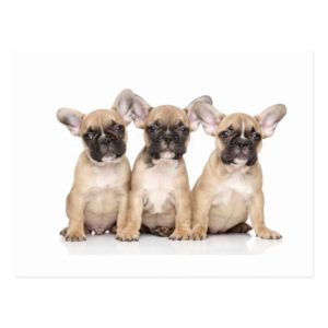 Cute little french Bulldogs Postcard