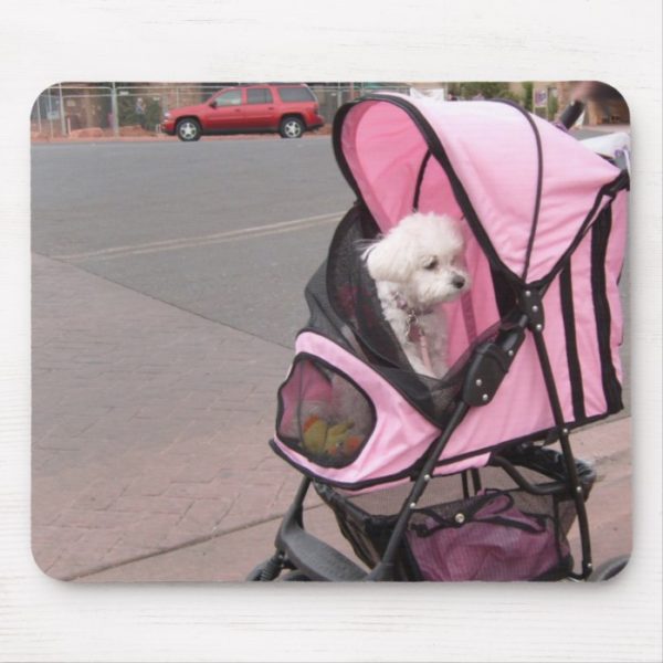 Cute little poodle in a doggie stroller, on a mous mouse pad