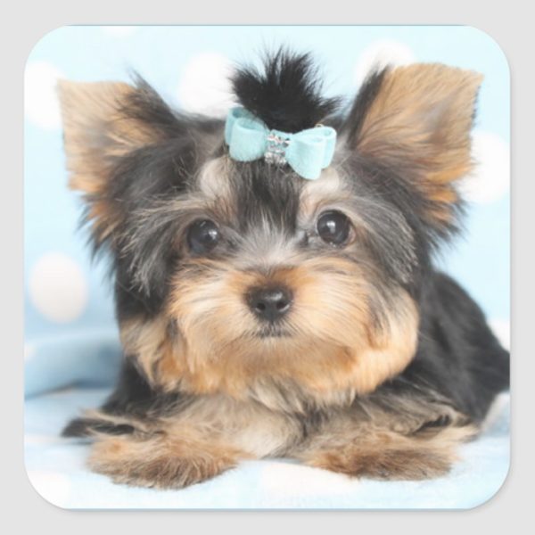 Cute Little Tiny Yorkie Pup design Square Sticker