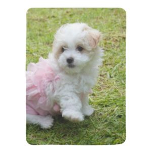 Cute Maltese Poodle Baby Blanket