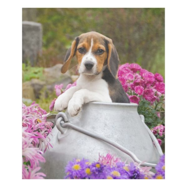 Cute Tricolor Beagle Dog Puppy in Milk Churn comfy Fleece Blanket