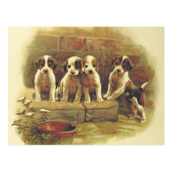 Cute Vintage Puppies Postcard