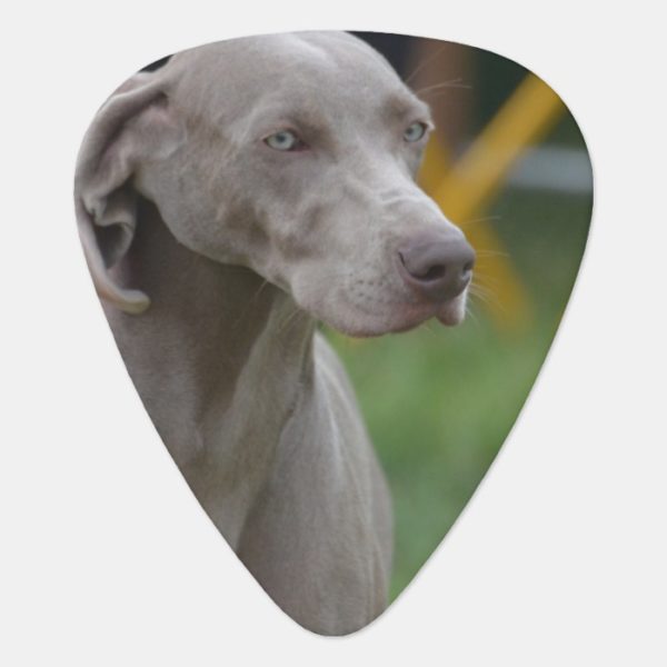 Cute Weimaraner Dog Guitar Pick
