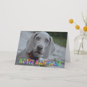 Cute weimaraner puppy birthday card