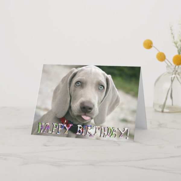 Cute weimaraner puppy birthday card