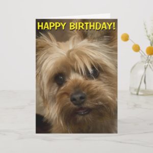 Cute Yorkie birthday card