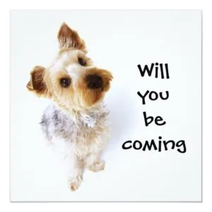 Cute Yorkie Puppy Yorkshire Terrier Party Invitation
