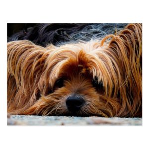 Cute Yorkshire Terrier Dog Postcard