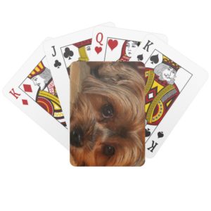 Cute yorkshire terrier dog,yorkie playing cards