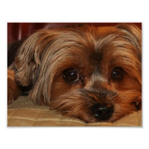 Cute Yorkshire Terrier Poster