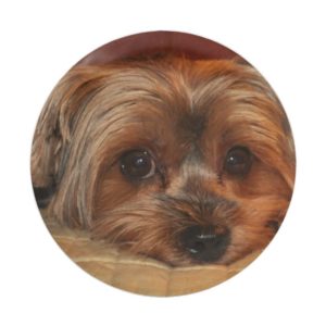 Cute Yorkshire terrier,yorkie puppy dog Paper Plate