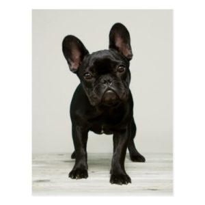 Cutest French Bulldog Puppy Postcard