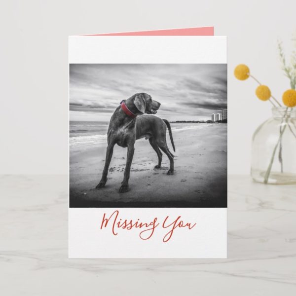 Dog on Beach Black/White Photo w/Red Collar Card