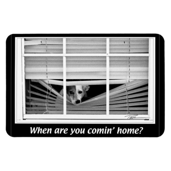 Dogs -  Jack Russels - When R U gonna B home? Magnet