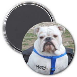 English Bulldog Missy Magnet