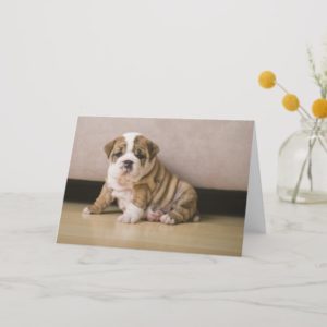 English bulldog puppies card