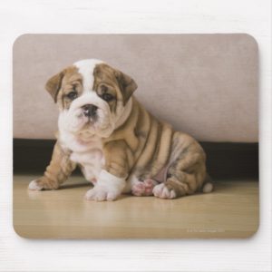 English bulldog puppies mouse pad