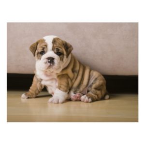 English bulldog puppies postcard