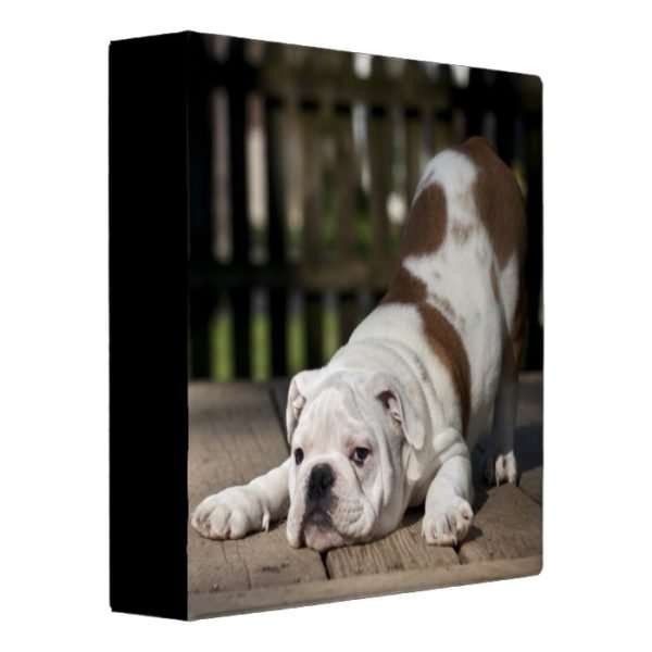 English Bulldog Puppy Binder