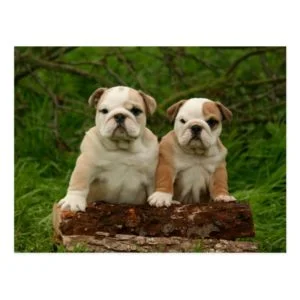 English Bulldog Puppy Dog Blank Postcard