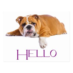 English Bulldog Puppy Dog - Purple Hello Postcard