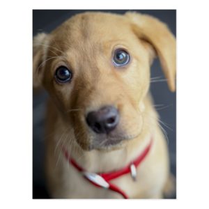 Fox Red Labrador Puppy Postcard