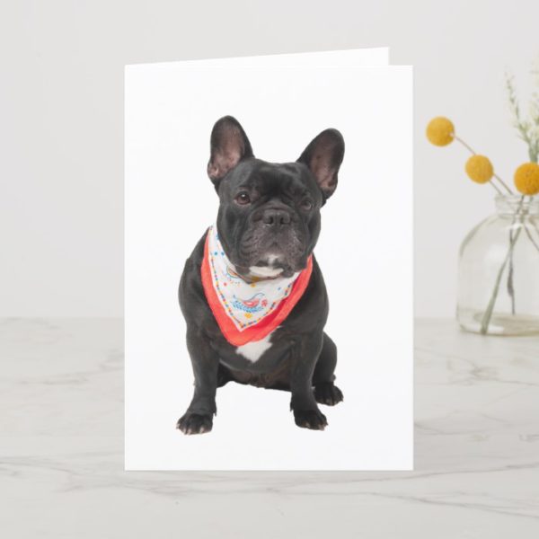 French Bulldog dog photo blank greetings note card