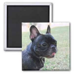French Bulldog Magnet