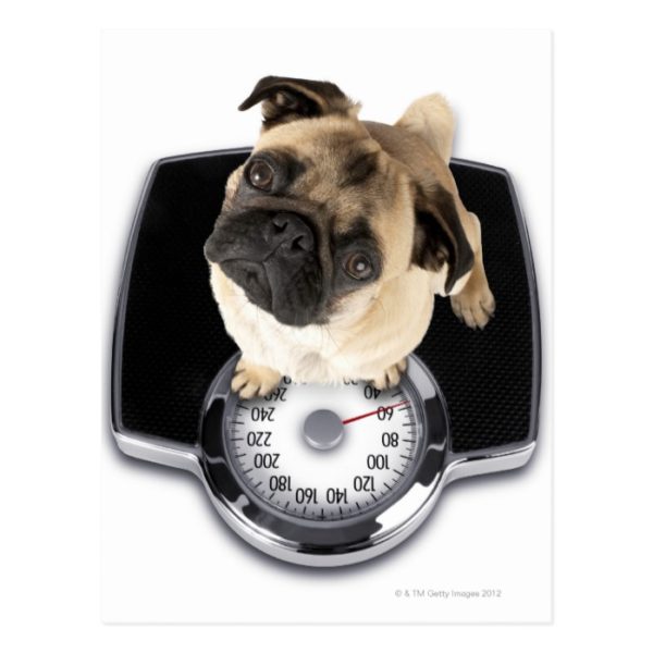 French bulldog on scales looking up at camera postcard