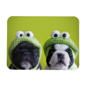 French Bulldog Puppies With Frog Hats Magnet