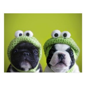 French Bulldog Puppies With Frog Hats Postcard